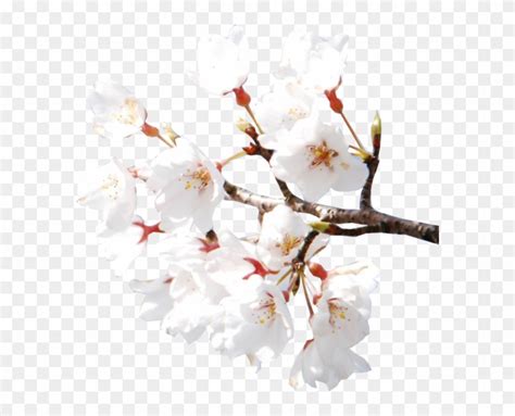 Cherry Blossoms - White Cherry Blossom Flower Aesthetic Clipart ...