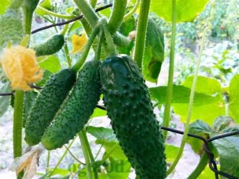 Сорта огурцов для теплицы из поликарбоната: какие лучше сажать