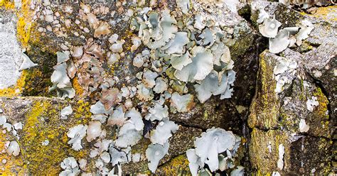 Rock Tripe Lichen Of Western Montana Image Wildlife