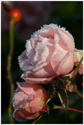 Beautiful Wallpapers: Flower With Ice Wallpapers 1