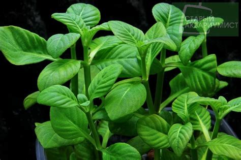 Limnophila Rugosa