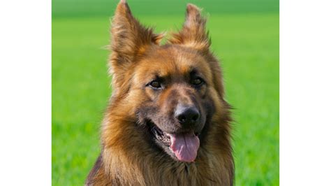 Liver Color German Shepherds Unveiling Their Unique Coat And Charm