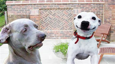 Funny Dog Face
