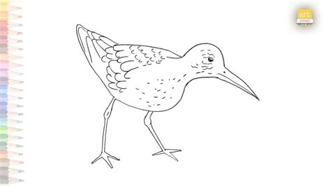 Sandpiper Drawing 02 How To Draw Sandpiper Step By Step Birds