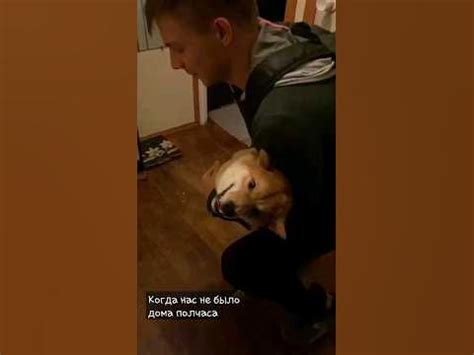 Щенячий восторг - YouTube