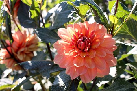 Garden Dahlia Diablo 120 Frø Dahlia Variabilis Garden Seeds