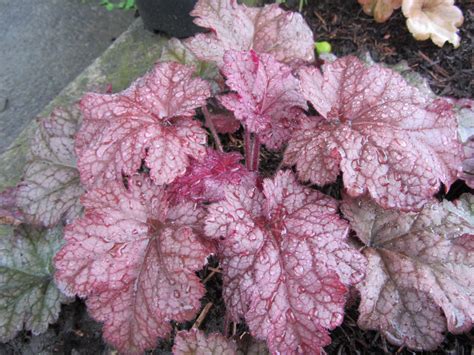 Купить семена Гейхера Heuchera Sparkling Burgundy в Москве: доставка ...