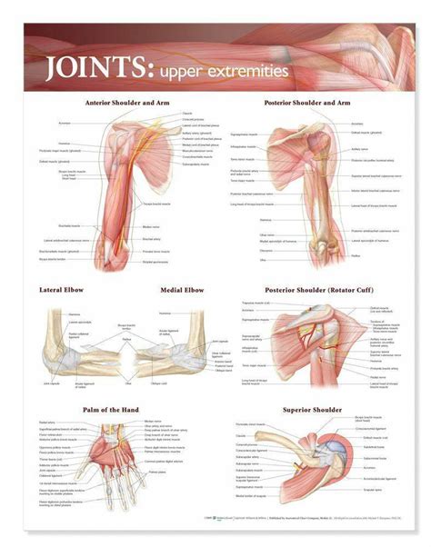 Anatomical Chart Company Joints Of The Upper Extremities Laminated