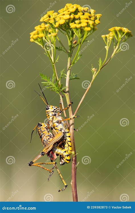 Locust Lubber Grasshopper Stock Image Image Of Gray 239382873
