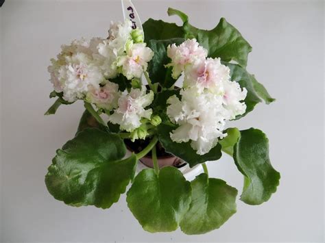 Фиалка АВ-Экстаз