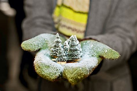 🎄Елки-палки: 15 удивительных фактов про ели, о которых вы не ...