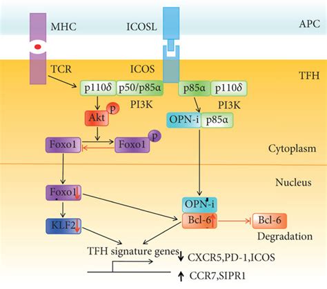 Signaling Pathway For Icos Costimulation In Tfh Cell Differentiation