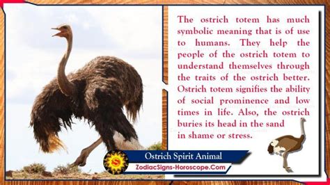 Ostrich Spirit Animal: Totem, Meaning, Symbolism and Dreams | ZSH in