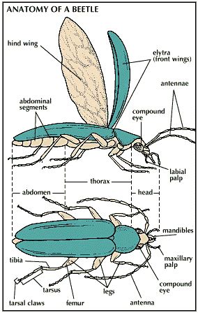Beetle Wings Anatomy