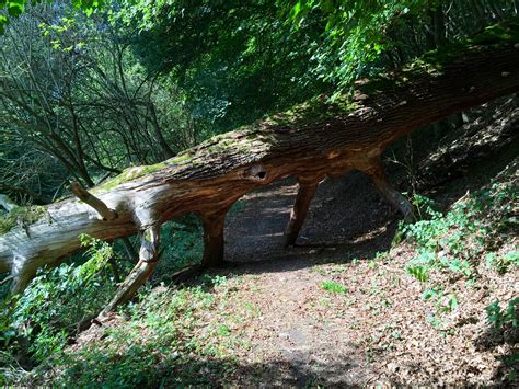 Free Images Forest Wilderness Wood Trail Leaf Flower Stream