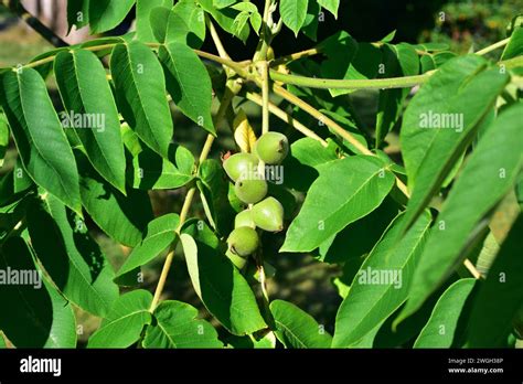 Butternut or white walnut (Juglans cinerea) is a deciduous tree native ...