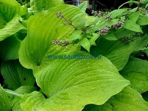 Купить хосту GOLDEN GATE (ГОЛДЕН ГЕЙТ) в интернет-магазине Анны ...