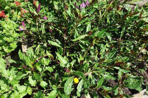 Gynura Crepioides Handama Okinawa Spinat Okinawan Spinach Gynura