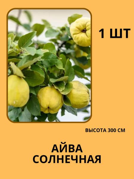 Клубни Айва купить по выгодной цене в интернет-магазине OZON (1400417123)