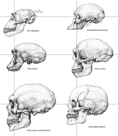 Evolution Of Human Skull