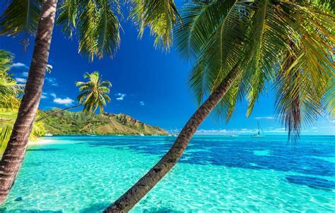 Palm Trees Tropical Island Wallpapers Wallpaper Cave