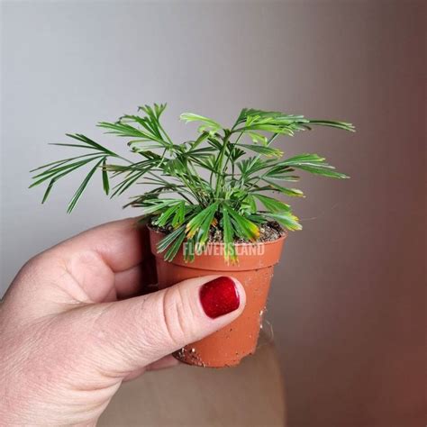 Папоротник Актиниоптерис аустралис | купить в Минске на FlowersLand.by