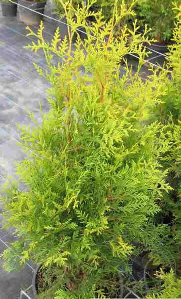 Туя западная Салланд (Thuja occidentalis Salland) купить саженцы в ...