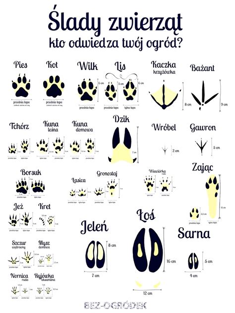 Jak się uczyć o drzewach i lesie po polsku i angielsku?