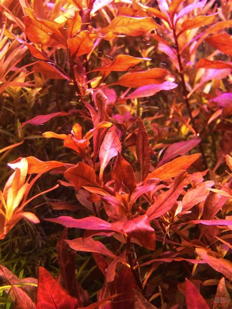 Ludwigia Mini Super Red