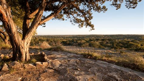 Texas Trophy Whitetail And Exotic Hunts