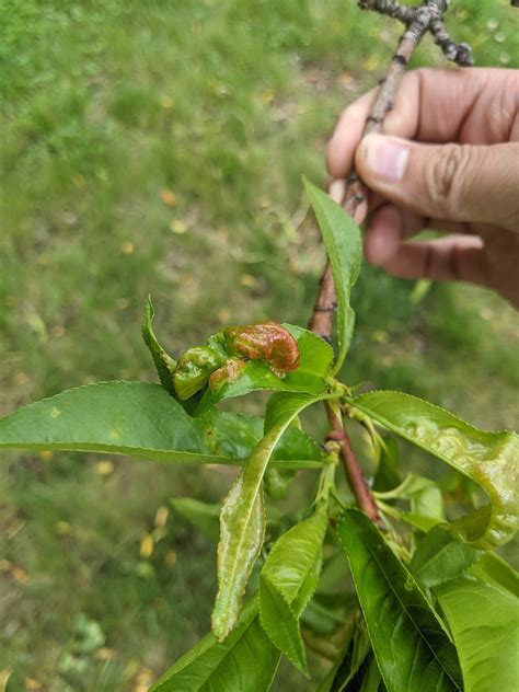 Peach Tree Leaf Curl, What Now? : r/IdahoGardening