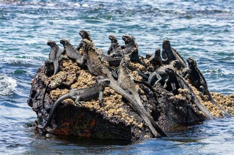 Iguana Marina De Gal Pagos Islas Gal Pagos Foto Premium