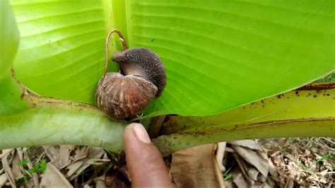 Berburu Bekicot Kelomang Keong Siput Pelangi Bekicot Kelomang Keong