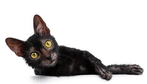 Lykoi Werewolf Cat Breed Profile Cat World