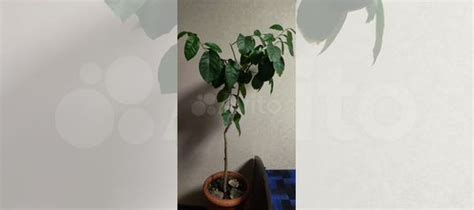 Лимонное дерево купить в Уфе | Товары для дома и дачи | Авито