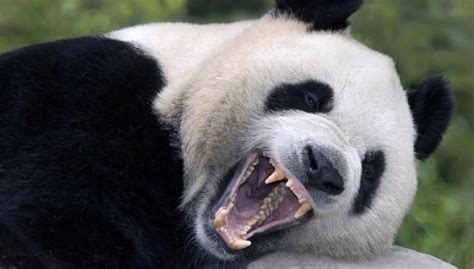 Зубы животных – виды, описание, названия, фото и видео - Научно ...