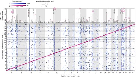 Mapping the proteo-genomic convergence of human diseases