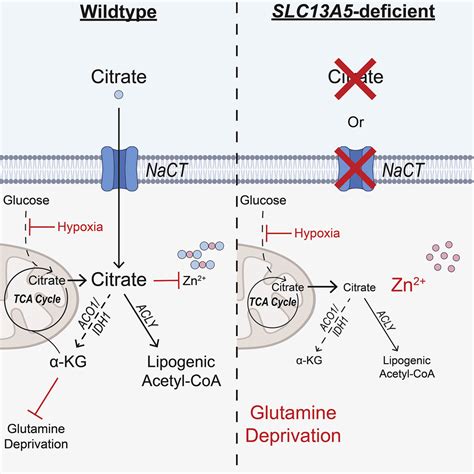 NaCT SLC13A5 Facilitates Citrate Import And Metabolism Under Nutrient