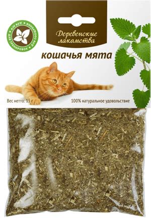 Кошачья мята и ее действие на кошек