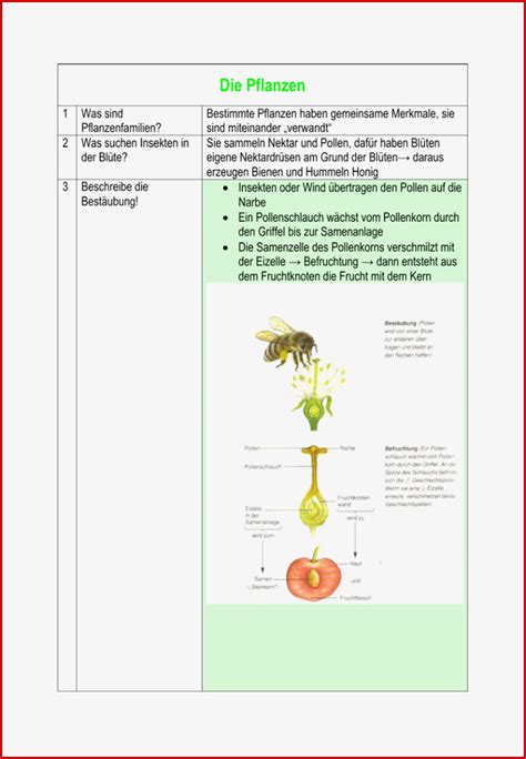 Ausnahmsweise Merkmale Von Pflanzenfamilien Arbeitsblatt F R Deinen
