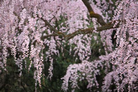 10 Best Places To Cherry Blossom In Kyoto Kyuhoshi