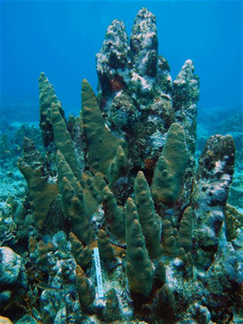 The threatened Pillar Coral