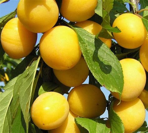 Слива Ренклод Бове – купити недорого поштою від Господар