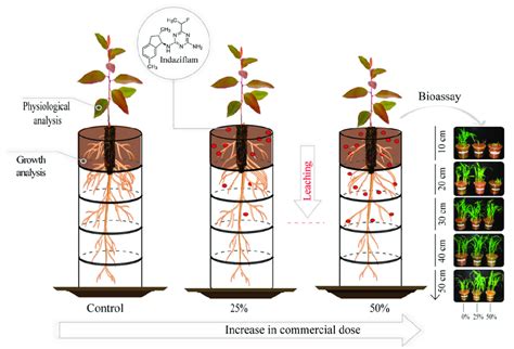 Representative scheme of the effect of indaziflam herbicide residues on... | Download Scientific ...