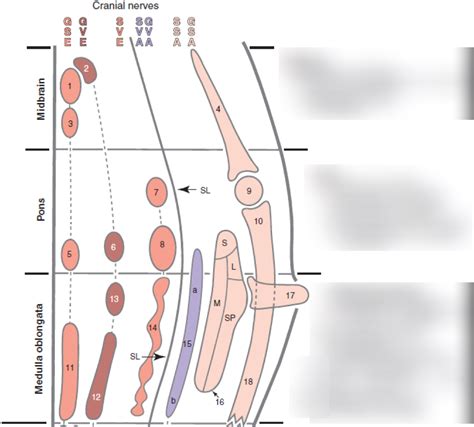Nuclei Map Diagram Quizlet