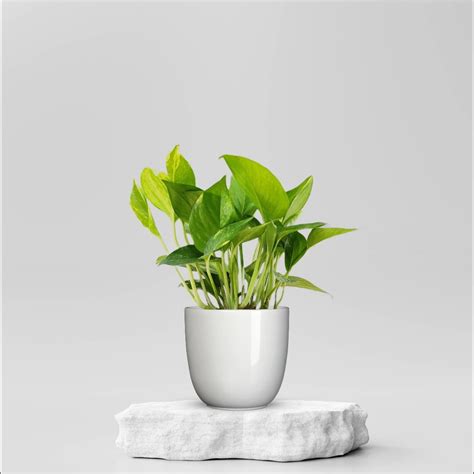 Buy Green Money Plant ₹11900 Online In Ahmedabad