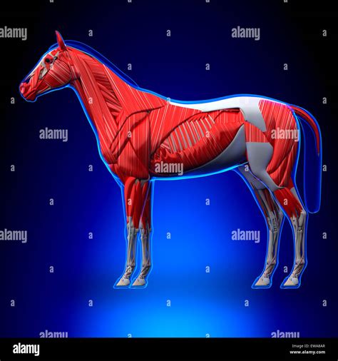 Horse anatomy muscles hi-res stock photography and images - Alamy