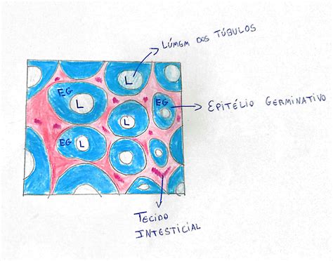 Alguns órgãos Que Compõem O Sistema Reprodutor Masculino São
