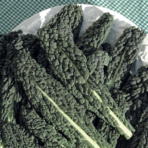 Капуста листовая Кале Kale Nero di Toscana - купить семена в интернет ...