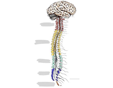 spinal cord structuress quiz